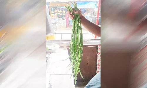 2 அடி நீளம் கொண்ட அதிசய பீன்ஸ்