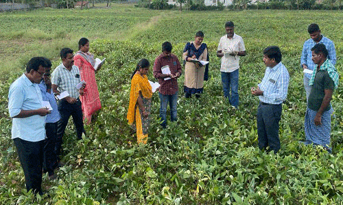 கீழ்பவானி பாசன பகுதியில் உளுந்து கோ 7 புதிய ரகம் அறிமுகம்
