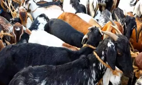 யூடியூப் மூலம் வியாபாரம்: தூத்துக்குடி வியாபாரியை வேலூருக்கு வரவழைத்து 36 ஆடுகள் திருட்டு