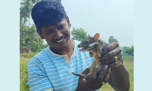 அரிய வகையான சருகுமான் மீட்பு: வனத்துறையினரிடம் ஒப்படைப்பு