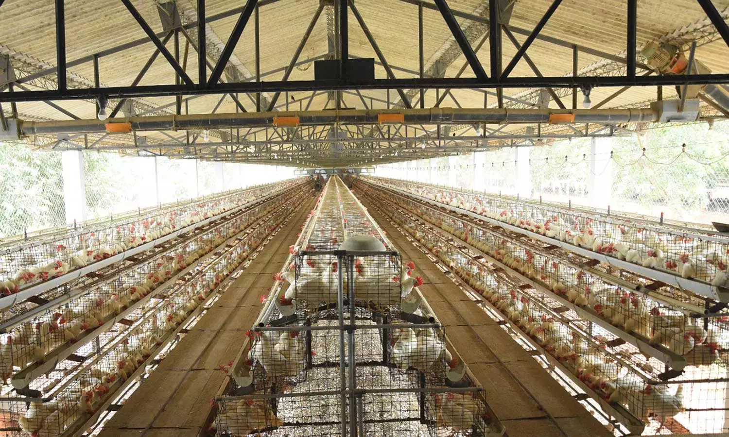 கோழிப்பண்ணை கோழிப்பண்ணை