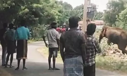 பு.புளியம்பட்டி அருகே கிராமத்தில் புகுந்து 2 ஆயிரம் வாழை மரங்களை சேதப்படுத்திய காட்டு யானை