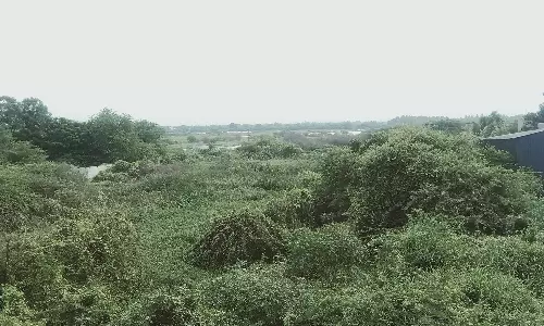 மழை பெய்தும் பலனில்லை : நிலக்கோட்டை கொங்கர்குளம் கண்மாயை ஆக்கிரமித்த முட்புதர்கள்