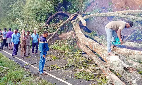 கொடைக்கானலில் விடிய விடிய மழை : மரம் முறிந்து விழுந்ததால் போக்குவரத்து பாதிப்பு