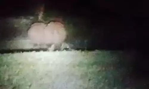 நெற்பயிர்களை நாசம் செய்த காட்டு யானைகள்