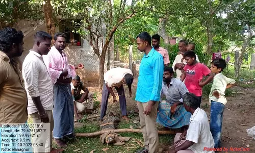சிதம்பரம் அருகே தோட்டத்தில் புகுந்த முதலை:  வனத்துறையினர் பிடித்து ஏரியில் விட்டனர்