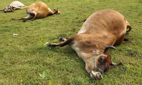 மின்சாரம் தாக்கி 3 பசுக்கள் உயிரிழப்பு