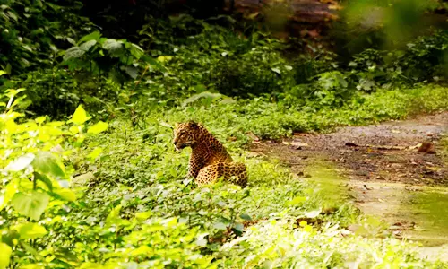 தமிழக- ஆந்திரா வனப்பகுதியில் சிறுத்தை நடமாடும் வீடியோ