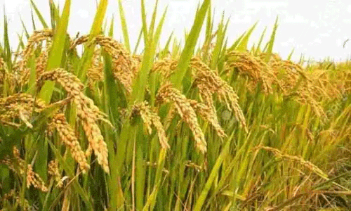 நெற்பயிரில் விதை நேர்த்தி செய்யும் வழிமுறைகள்