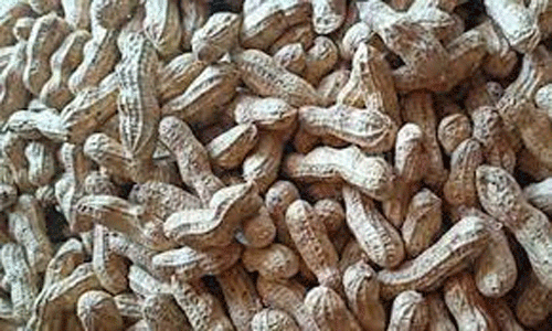 ரூ.12 லட்சத்து 61 ஆயிரத்துக்கு நிலக்கடலைக்காய் ஏலம்