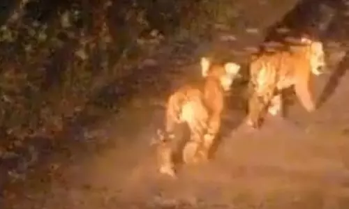 சத்தியமங்கலம் அருகே சாலையில் ஜாலியாக சென்ற புலிக்குட்டிகள்