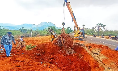 சாலை விஸ்தரிப்பு பணிக்காக பணகுடியில் மாற்று இடத்தில் பிடுங்கி நடப்பட்ட பனை மரங்கள்