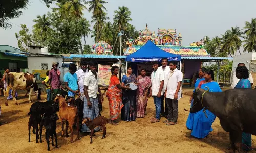 செவந்திபாளையத்தில் கால்நடை விழிப்புணர்வு மருத்துவ முகாம்