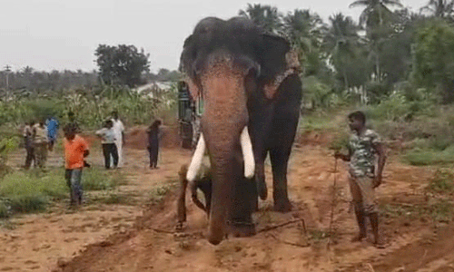 கிராமத்திற்குள் புகுந்து அட்டகாசம் செய்யும் யானையை மயக்க ஊசி செலுத்தி பிடிக்க முடிவு