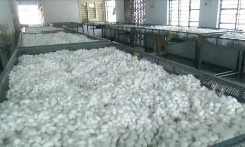 தருமபுரி ஏல அங்காடியில் பட்டுக்கூடுகள் ரூ.12.36 லட்சத்திற்கு விற்பனை