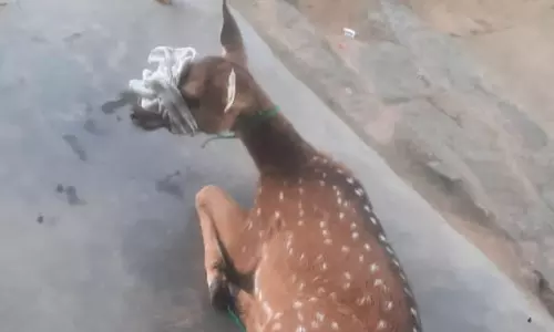 குடியிருப்பு பகுதியில் புகுந்த புள்ளிமான் மீட்பு