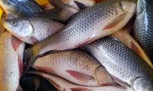 சங்கராபுரம் அருகே  1300 குடும்ப அட்டைகளுக்கு 2½ கிலோ மீன்கள்