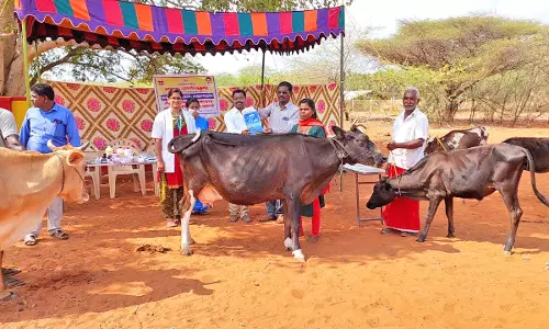 சாத்தான்குளம் அருகே சிறப்பு கால்நடை விழிப்புணர்வு முகாம்