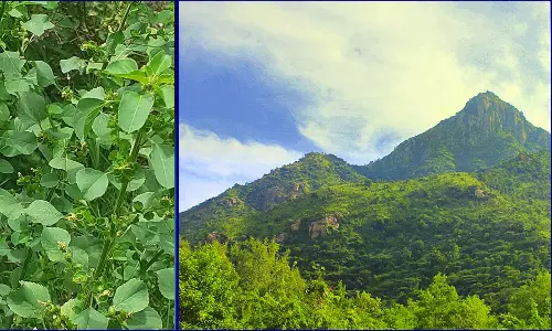 மலைக்குள் இயங்கும் மர்ம உலகம்