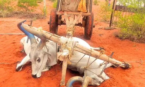 திசையன்விளை அருகே அறுந்து விழுந்த மின்வயரில் சிக்கி 2 மாடுகள் பலி