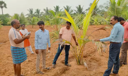 திருச்செங்கோடு சுற்றுவட்டார பகுதிகளில்  தென்னங்கன்றுகள், தென்னை மரங்களை பாதிக்கும் புதுவகை நோய்