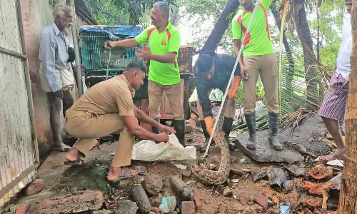 கன்னியாகுமரி அருகே கோழிகளை விழுங்கிய ராட்சத மலைப்பாம்பு