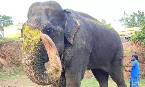 தெப்பக்காடு வளர்ப்பு முகாமில் மக்னா யானை உயிரிழப்பு