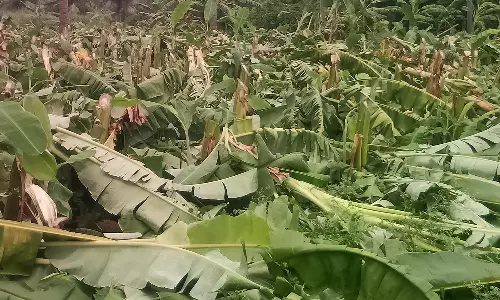 ஜேடர்பாளையம் அருகே 2000 வாழை, 200 பாக்கு மரங்கள் வெட்டி சாய்ப்பு: பதட்டம்- போலீஸ் குவிப்பு