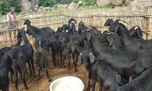 பரண்மேல் ஆடு வளர்ப்பு குறித்து பயிற்சி