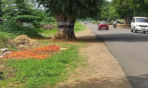 தக்காளி விலை வீழ்ச்சியால் சாலையோரம் கொட்டி அழித்த விவசாயிகள்