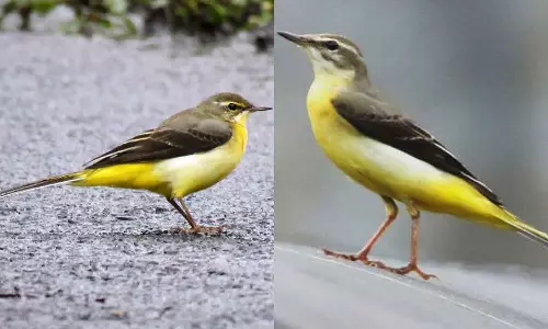 பள்ளிக்கரணை ஏரியில் குவியும் வெளிநாட்டு பறவைகள்