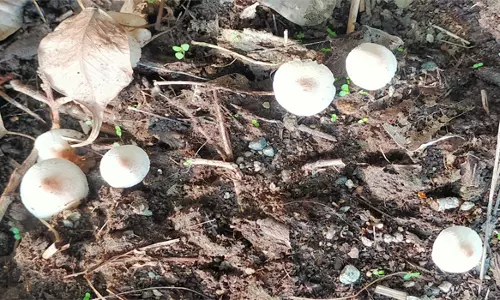 ரசாயன உரங்கள், பூச்சிக்கொல்லிகள் பயன்பாடு அதிகரிப்புஅரிதாகி வரும் இயற்கை காளான்கள்