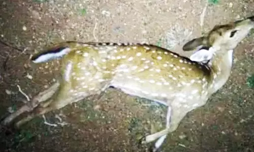 கிணற்றில் தவறி விழுந்து மான் குட்டி சாவு