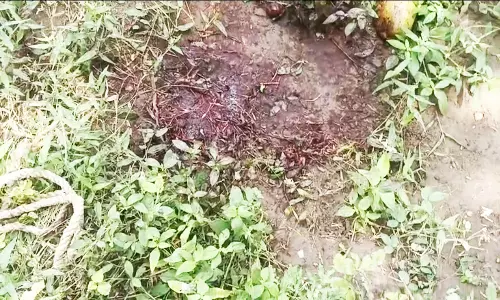 குலதெய்வ வழிபாட்டிற்காக வளர்த்த பன்றியை வேட்டையாடிய கும்பல்