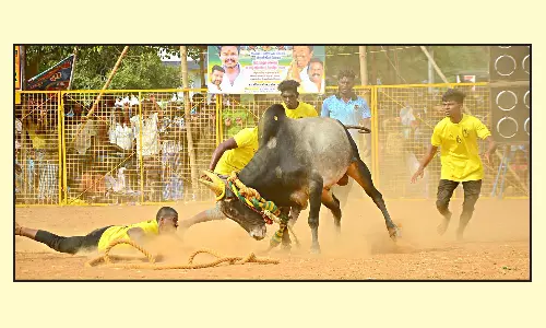 உலக சாதனைக்காக மஞ்சுவிரட்டு