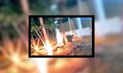 கடையம் அருகே பகல் நேரங்களில் கரடி நடமாட்டத்தால்  விவசாயிகள் பீதி