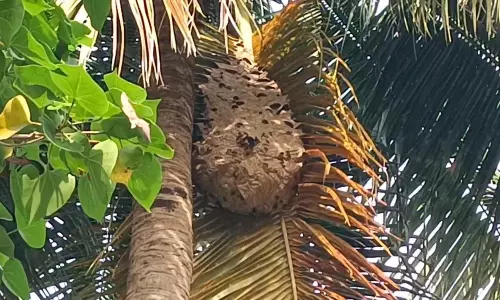 கதண்டு கடித்து விவசாயி பலி