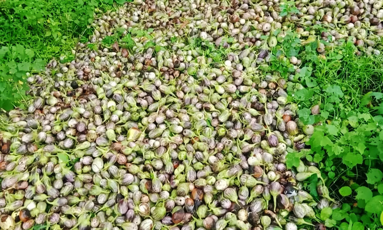 பருவம் தவறிய மழை:அழுகல் நோய் பாதிக்கப்பட்டு குப்பைக்குச் சென்ற கத்தரிக்காய் -விவசாயிகள் வேதனை பருவம் தவறிய மழை:அழுகல் நோய் பாதிக்கப்பட்டு குப்பைக்குச் சென்ற கத்தரிக்காய் -விவசாயிகள் வேதனை