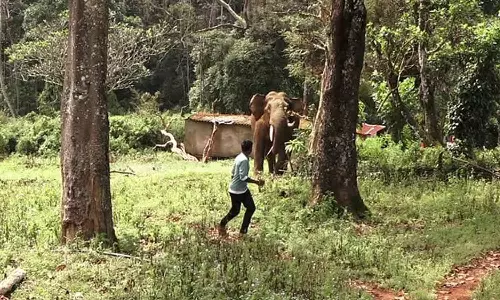 வால்பாறை அருகே குடியிருப்புக்குள் புகுந்தது: வனத்துறையினரை துரத்திய ஒற்றை காட்டு யானை