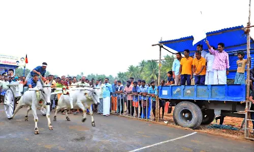 துங்காவியில் ரேக்ளா பந்தயம்