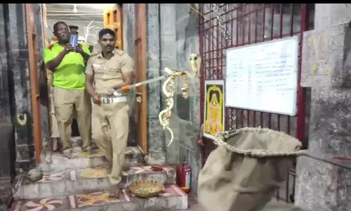 விக்கிரவாண்டி வரதராஜ பெருமாள் கோவில் கருவறைக்குள் புகுந்த நல்ல பாம்பு