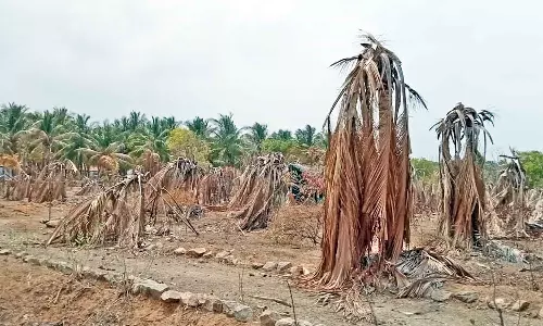 உடுமலை பகுதியில் பட்டுப்போன தென்னை மரங்களுக்கு உரிய நிவாரணம் வழங்கப்படுமா? விவசாயிகள் எதிர்பார்ப்பு
