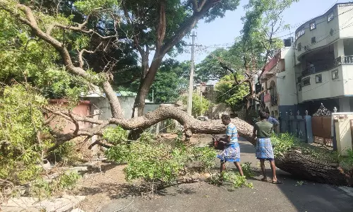கோவையில் சாலையில் விழுந்த மரம் வெட்டி அகற்றம்