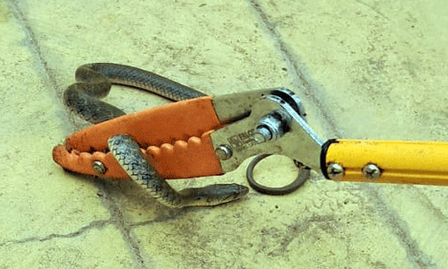 3 அடி சுருட்டை விரியன் பாம்பு