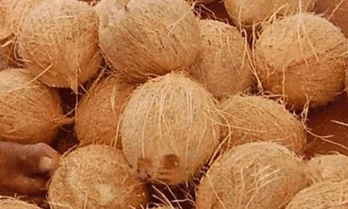 ரூ.74 லட்சத்துக்கு  தேங்காய், தேங்காய் பருப்பு விற்பனை