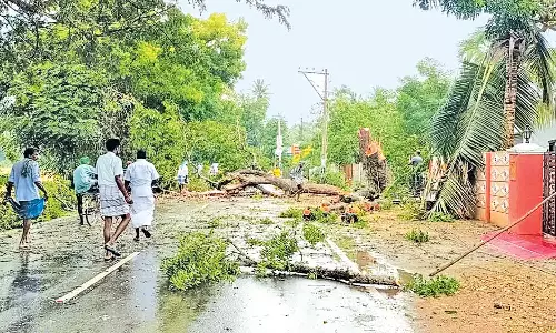 மரக்கிளைகள் வெட்டி அகற்றும் பணி