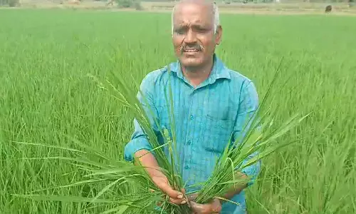 அரூர் விவசாயிகள் அதிர்ச்சி: விதை நெல் வாங்கி நடவு செய்த 20 நாட்களிலேயே விளைந்த ஆந்திர நெல் ரகம்