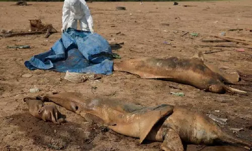 பிரேசிலில் வறட்சியால் இறந்த நூற்றுக்கணக்கான டால்பின்கள்