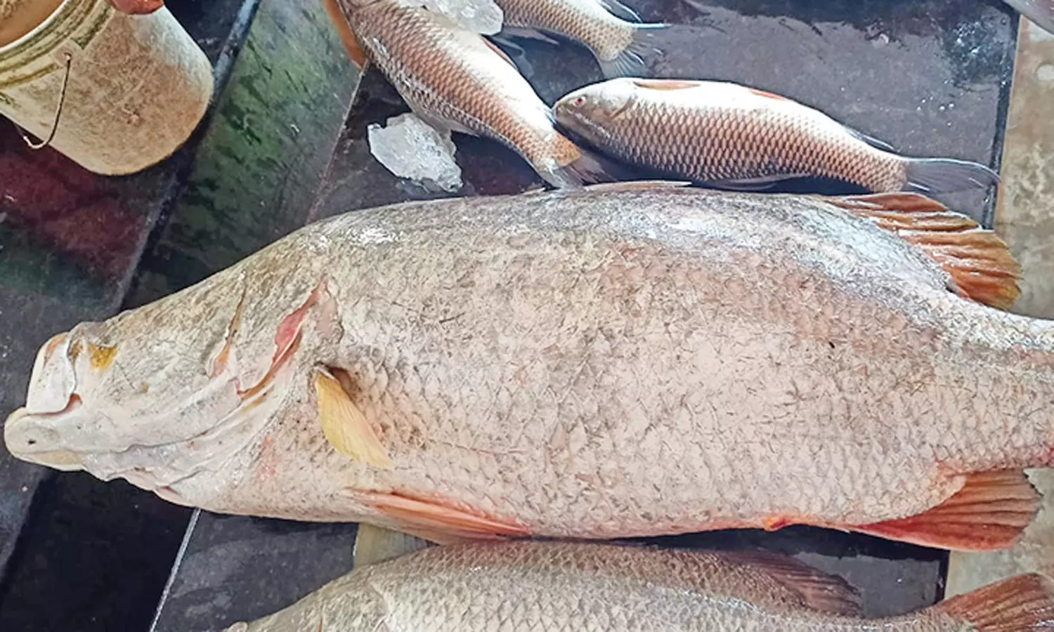 மீனவர் வலையில் சிக்கிய அரிய வகை மீன்: ரூ.12 ஆயிரத்துக்கு ஏலம் மீனவர் வலையில் சிக்கிய அரிய வகை மீன்: ரூ.12 ஆயிரத்துக்கு ஏலம்