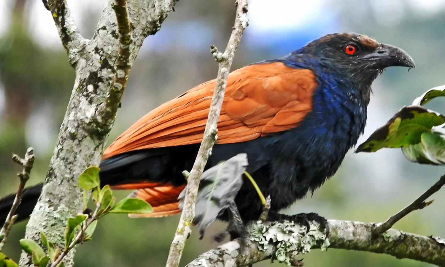 கொடைக்கானலில் சுற்றுலா பயணிகளை கவர்ந்த செம்போத்து பறவை கொடைக்கானலில் சுற்றுலா பயணிகளை கவர்ந்த செம்போத்து பறவை